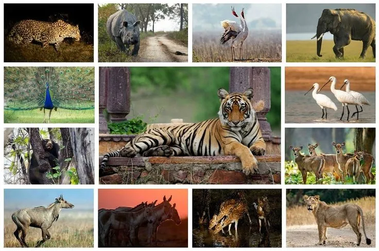 Ranthambore Safari Tour