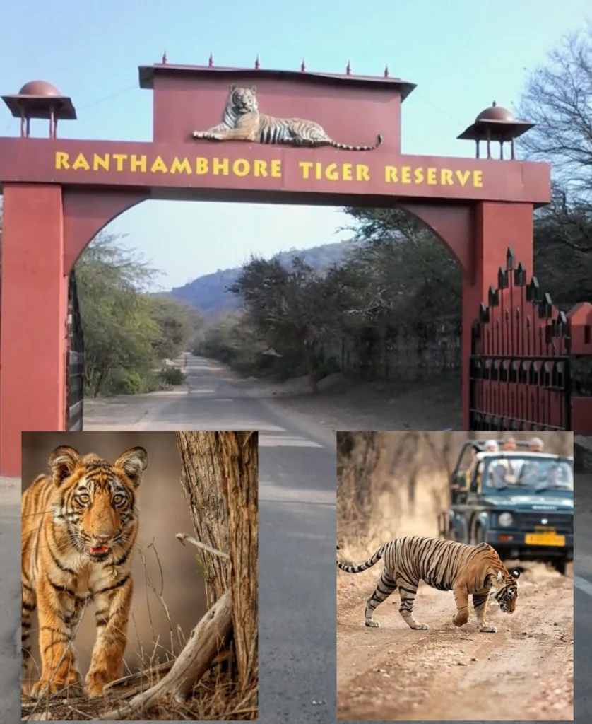 Ranthambore safari booking