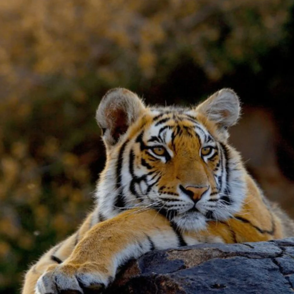 Ranthambore Safari Booking​