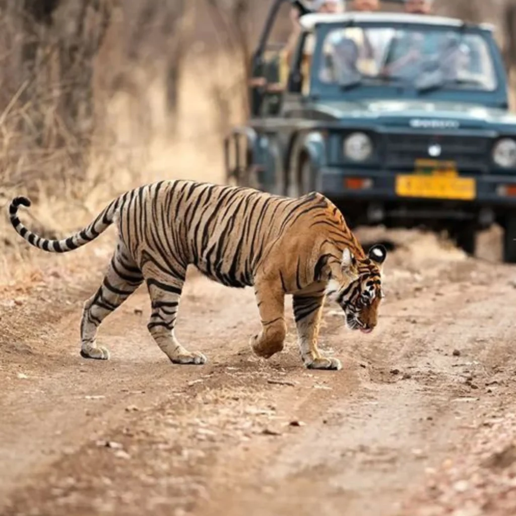 Ranthambore Safari Booking​