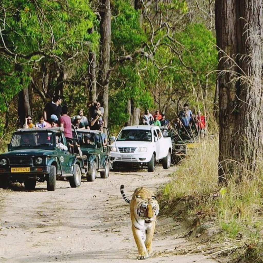 Ranthambore Safari Booking​