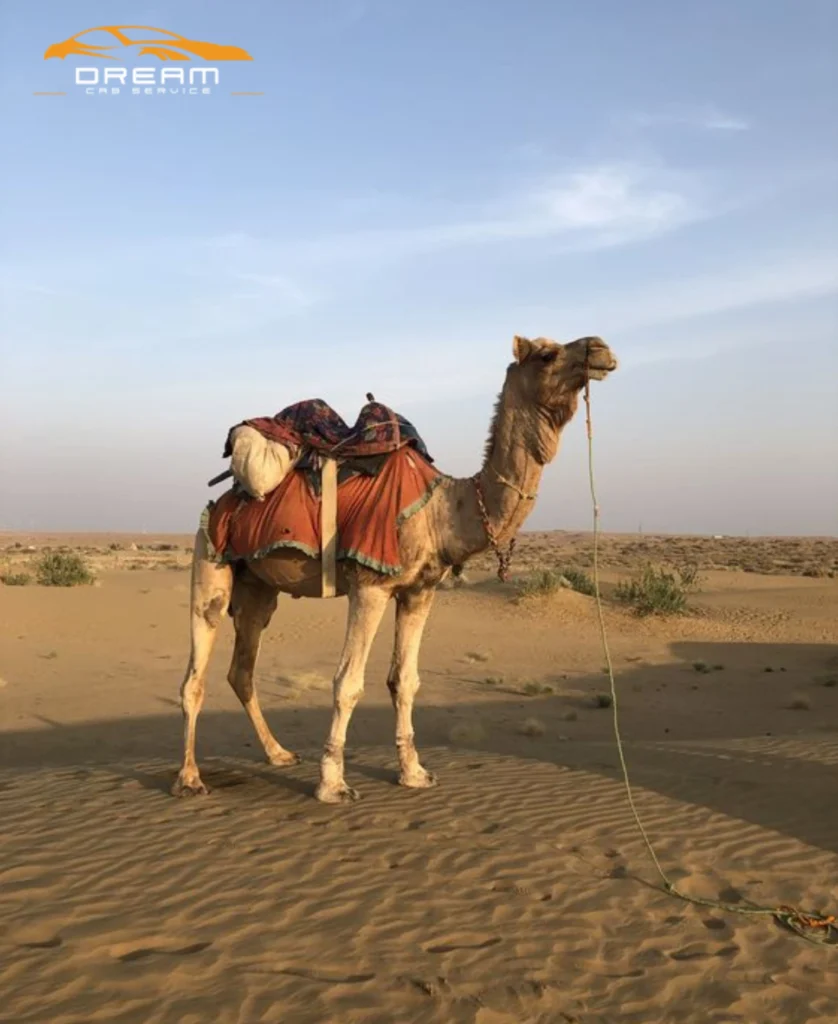 Camel Safari