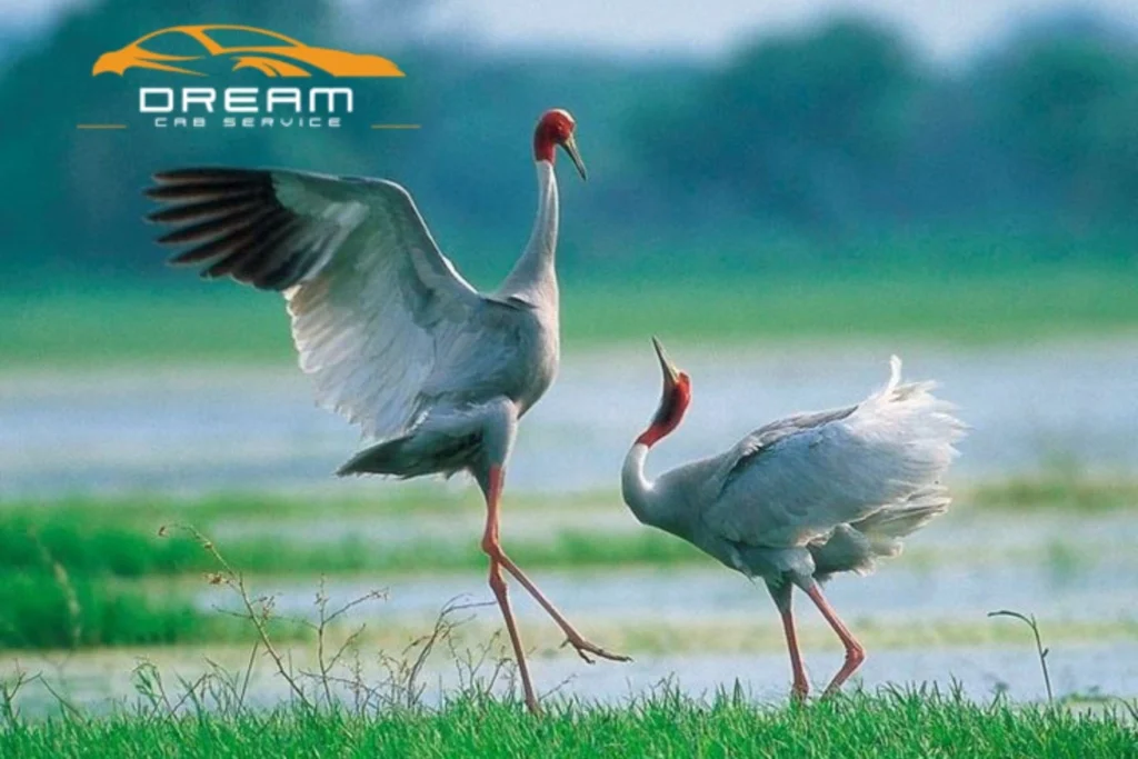 Delhi Agra One Day Tour VIA Bharatpur Bird Sanctuary
